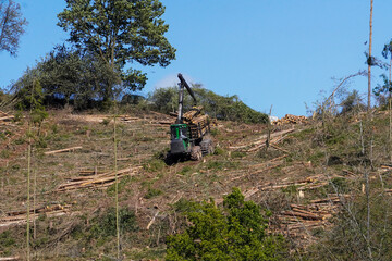 Erntemaschine bei der Arbeit, Kahlschlag, Rodung eines vo Borkenkäfer befallenen Waldstückes.