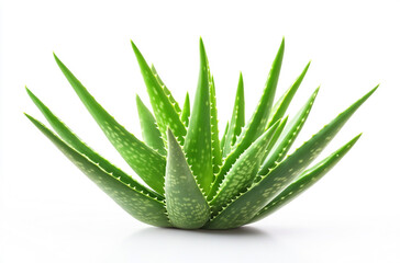 Obraz premium Single Aloe vera plant on a white background