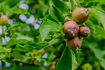 Nahaufnahme von reifenden wilden Äpfeln