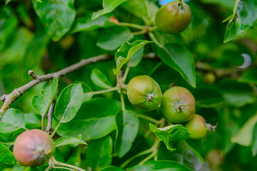 Nahaufnahme von reifenden wilden Äpfeln