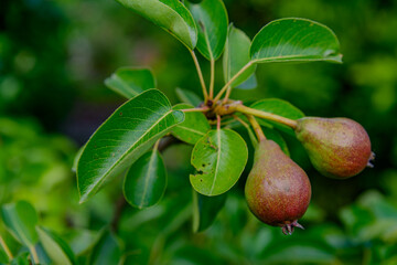 Nahaufnahme von reifenden wilden Birnen