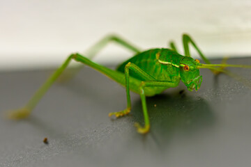 Fototapeta premium Nahaufnaufnahme eines grünen Heupferdes