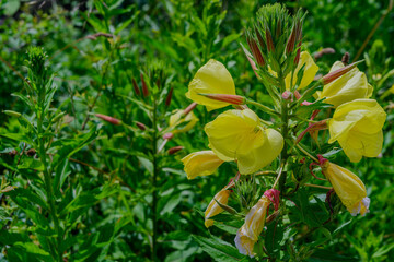 Eine blühende Königskerze