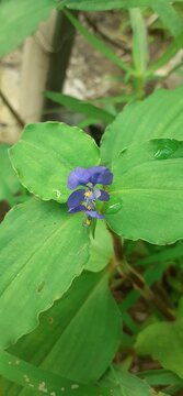  Blue Commelina Benghalensis Flowers and Plants on Green Leaves Background