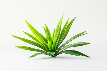 Obraz premium A small green plant with long leaves on a white background