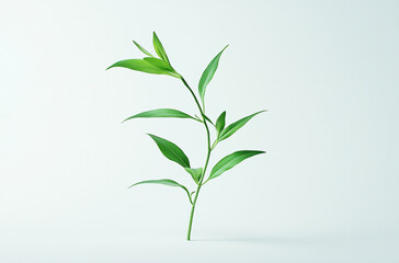 Fototapeta premium A small green plant with long leaves on a white background