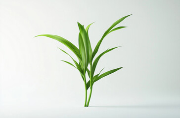 A small green plant with long leaves on a white background