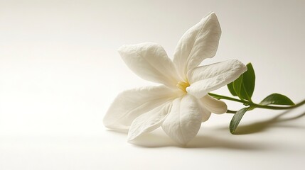 Delicate White Gardenia Flower: A single white gardenia flower with delicate petals, showcasing its natural beauty and elegance, perfect for floral arrangements, wedding decorations.