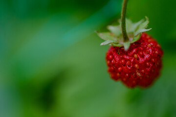 Nahaufnahme einer reifen Walderdbeere