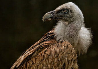 A close up of a Griffon Vulture