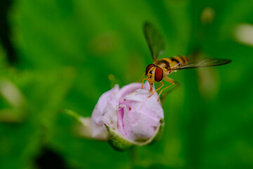 Eine Schwebfliege an einer Blüte