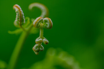 Frisch austreibende Farnbl&auml;tter