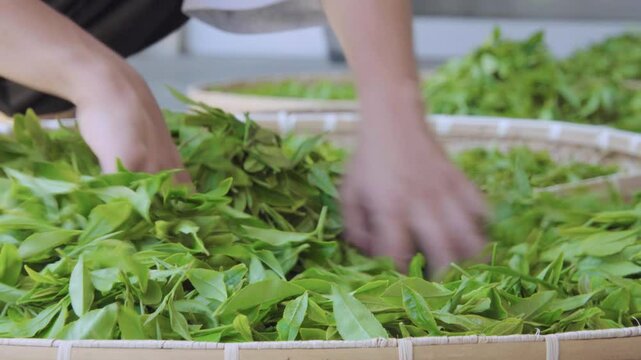 茶葉を拡げる