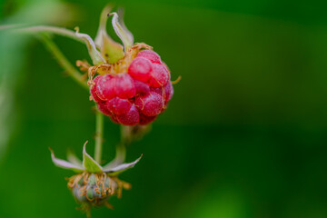 Nahaufnahme einer reifen Himbeere