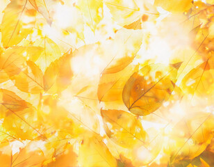 秋の紅葉背景 - カエデの葉とオレンジ色の光　Autumn Foliage Background - Maple Leaves and Orange Light