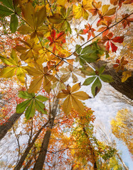 秋の紅葉背景 - カエデの葉とオレンジ色の光　Autumn Foliage Background - Maple Leaves and Orange Light