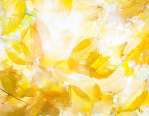 秋の紅葉背景 - カエデの葉とオレンジ色の光　Autumn Foliage Background - Maple Leaves and Orange Light