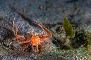 Philippines PG Island - Close-up of underwater creatures