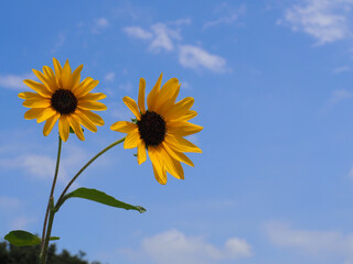 青空に咲くヒマワリ