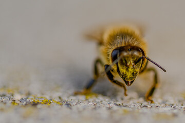 Nahaufnahme einer Honigbiene mit pollenbedecktem Kopf
