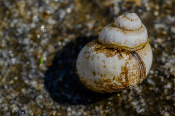 Nahaufnahme eines Schneckenhauses auf dem Boden