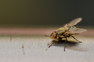 Nahaufnahme einer Stubenfliege