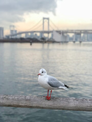 都市の海辺にたたずむカモメ