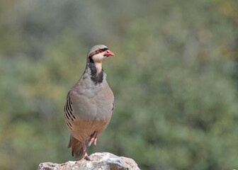  Chukar Partridge (Alectoris chukar), Greece