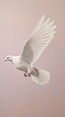 Obraz premium Animal bird dove wildlife.
