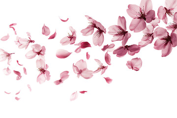 Pink Cherry Blossom Wave: Delicate Petals and Flowers in Motion