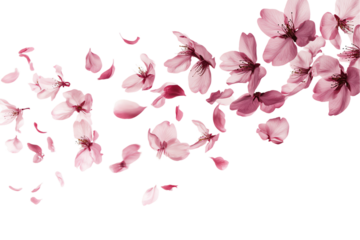Pink Cherry Blossom Wave: Delicate Petals and Flowers in Motion