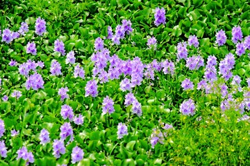 Naklejka premium The beauty of the purple water hyacinth flowers that cover the surface of the Pening Ambarawa swamp