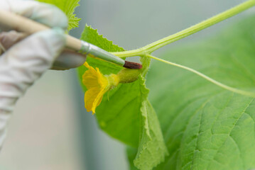 Use Natural hormones for parthenogenesis for insemination pollination the melon flower    