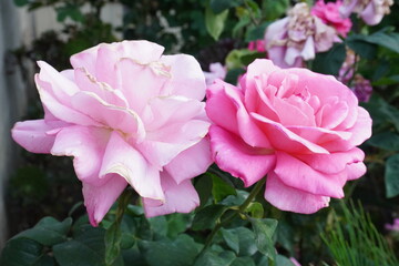 Pink Pair of Roses - Flowers 