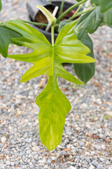 Closeup to Fresh leaf of philodendron florida beauty x mayoi 