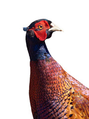 portrait  pheasant isolated against white background