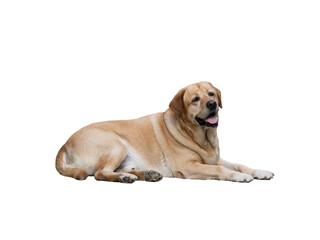 labrador retriever isolated on white background