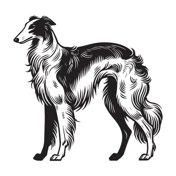 recommend clip art: Borzoi Dog Standing - Dog silhouette - standing dog side view Vector illustration in black and white
                    