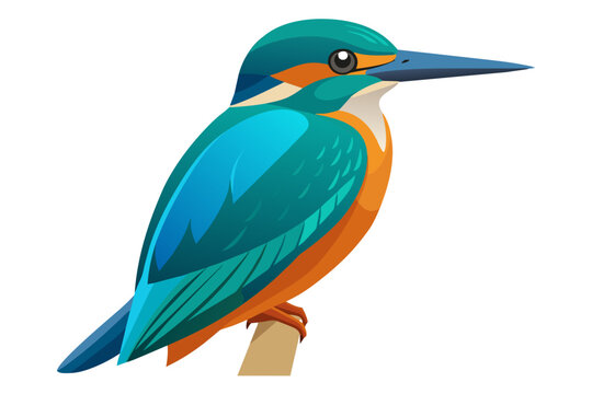 recommend clip art: Common kingfisher bird vector art illustration