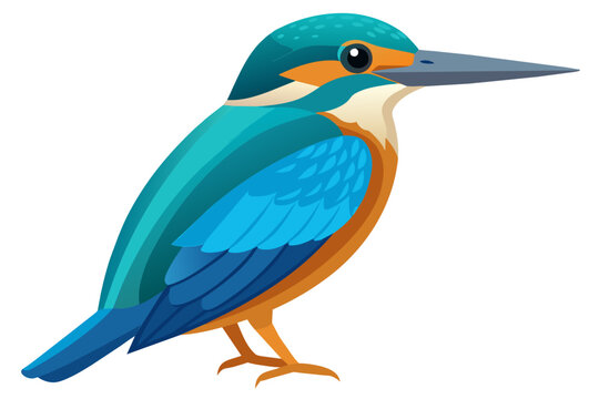 recommend clip art: Common kingfisher bird vector art illustration