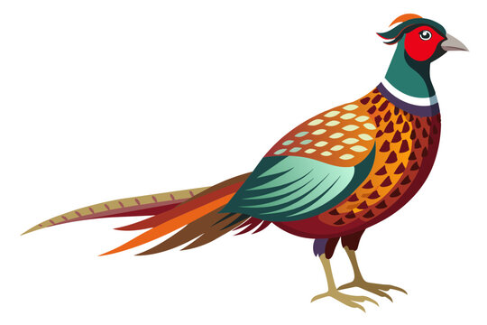 recommend clip art: Common pheasant bird vector art illustration