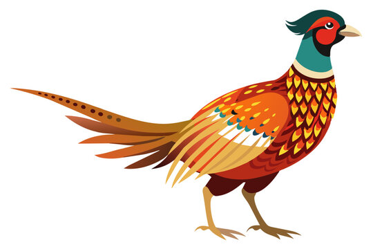 recommend clip art: Common pheasant bird vector art illustration