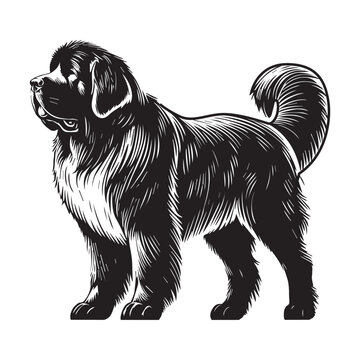 recommend clip art: Newfoundland Dog Standing silhouette - standing dog side view Vector illustration in black and white
                    