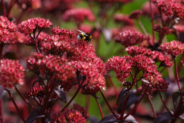  Sedum (hylotelephium) telephium Blue Pearl in garden. Bumblebee on flowers of hylotelephium