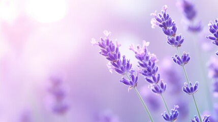 Soft lavender purple background with a gentle, 