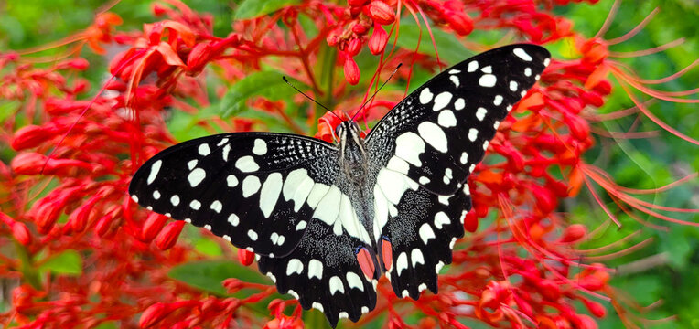 Butterfly and flowers