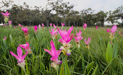 Siam tulip field