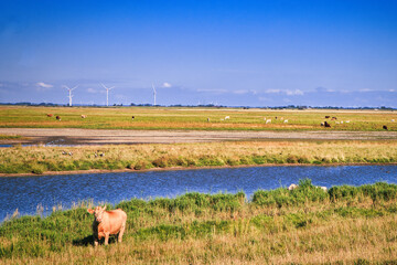 Nordesee - Deich - Wiese - Weide - Natur - Landschaft - Küste - Ebbe - Flut - Gezeiten -...