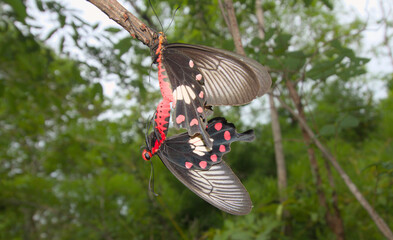 Fototapeta premium Butterflies breeding