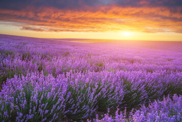 Meadow of lavender at sunset.